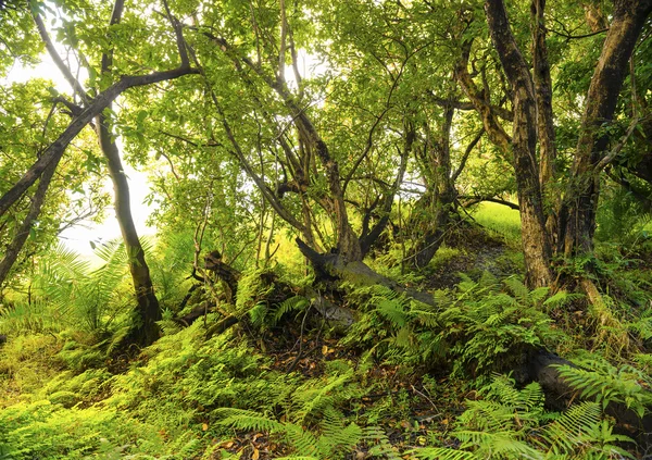 African Jungle Landscape Vibrant Green Ferns Trees — Stock Photo, Image