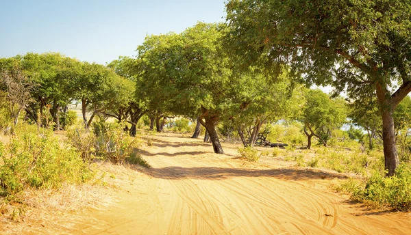 Chobe Narodowy Park Safari — Zdjęcie stockowe