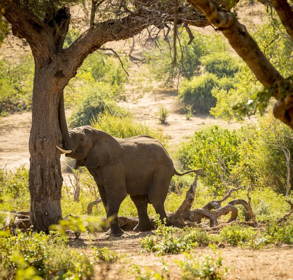 Afrika fili — Stok fotoğraf