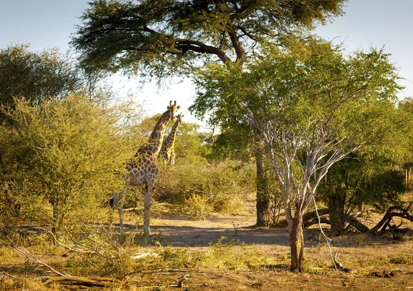 Giraffe в Африці — стокове фото