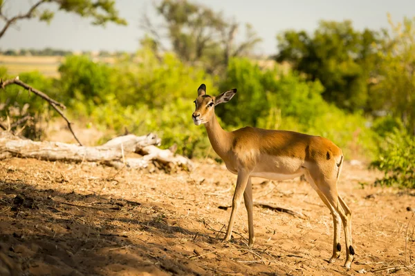 Impala på Safari — Stockfoto