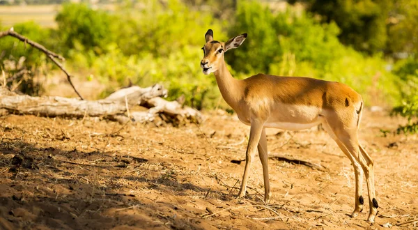 Impala w Afryce — Zdjęcie stockowe