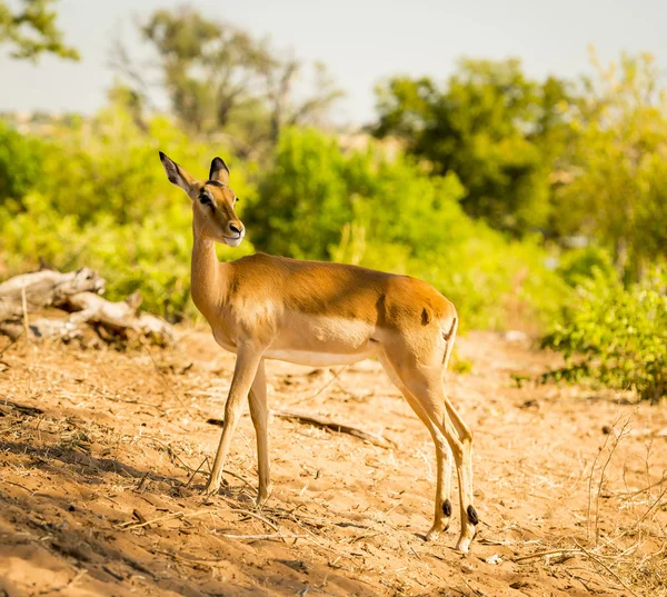 Impala op Safari — Stockfoto