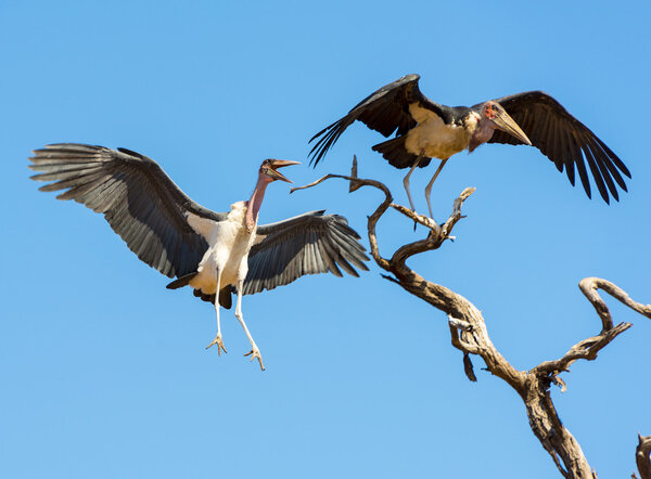 Marabou Stork Birds