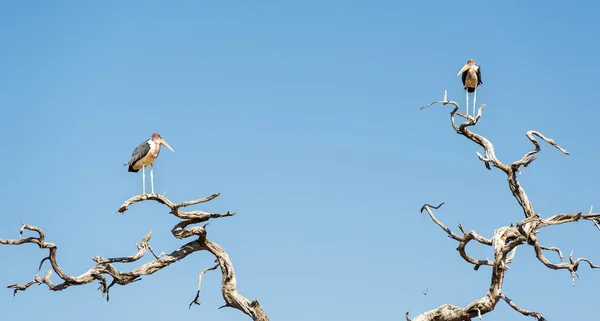 Marabù Cicogna Uccelli — Foto Stock