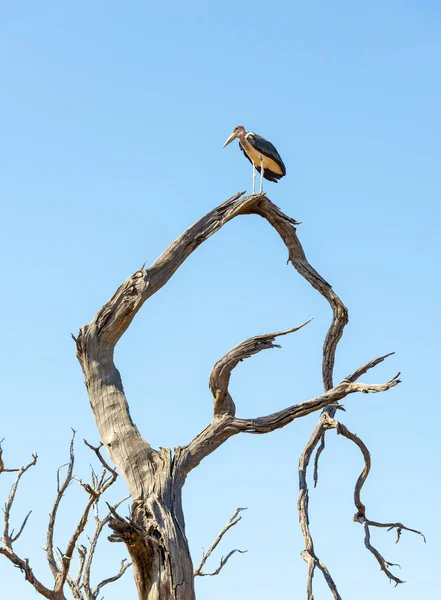 Marabou Stork vogels — Stockfoto