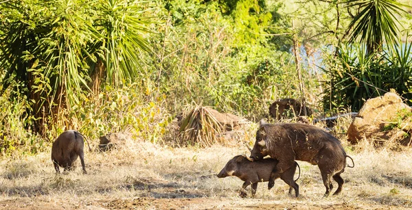 Warthogs acasalamento em selvagem — Fotografia de Stock