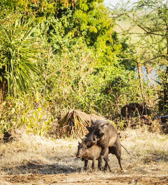 Apareamiento Warthogs en estado salvaje —  Fotos de Stock