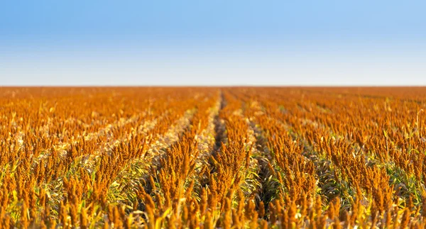 Sorghum korn fältet — Stockfoto