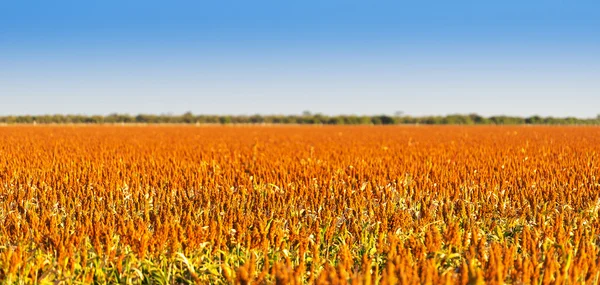 Sorghum korn fältet — Stockfoto