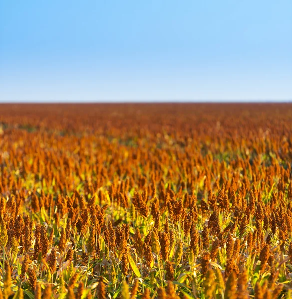 Sorghum korn fältet — Stockfoto