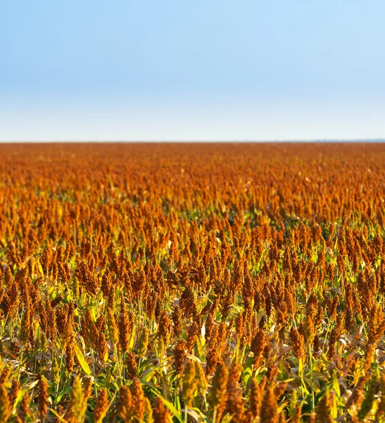 Campo de grano de sorgo —  Fotos de Stock