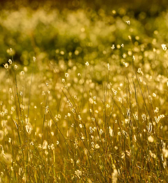 Summer Grass Background — Stock Photo, Image