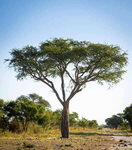 Tree in Africa with signs of wild animals under it