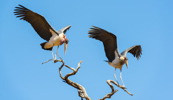 Undertaker Bird Stork