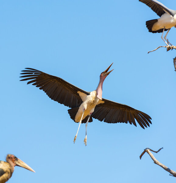 Undertaker Bird Flying