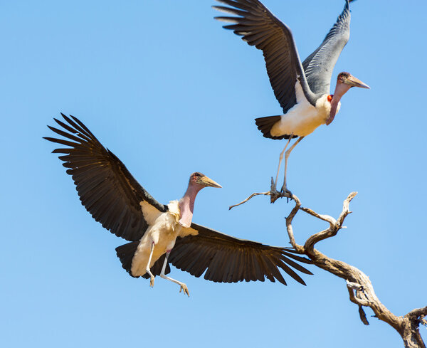 Undertaker Bird Soaring