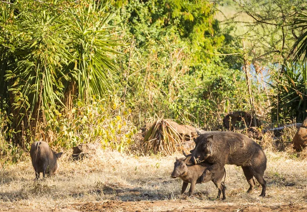 Dois Warthogs acasalamento — Fotografia de Stock