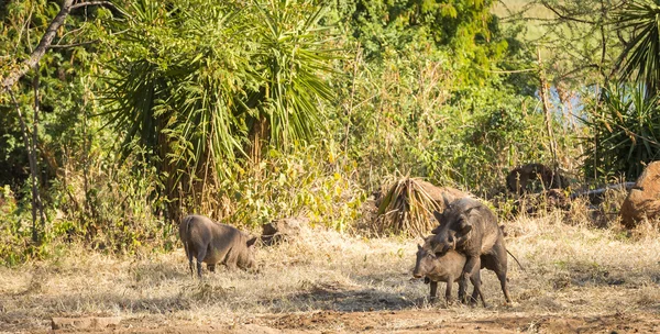 Wrattenzwijnen paring van Afrika — Stockfoto