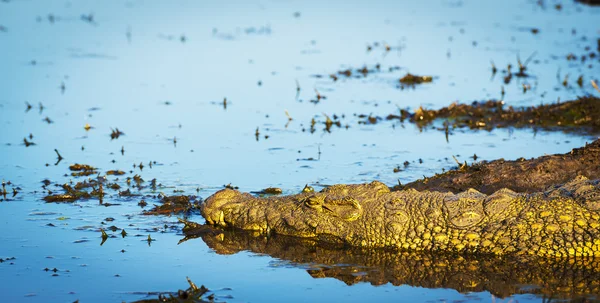 Krokodýlí řeka Chobe — Stock fotografie