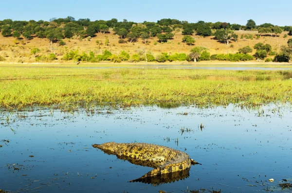 Alligator Chobe River — Stock Photo, Image