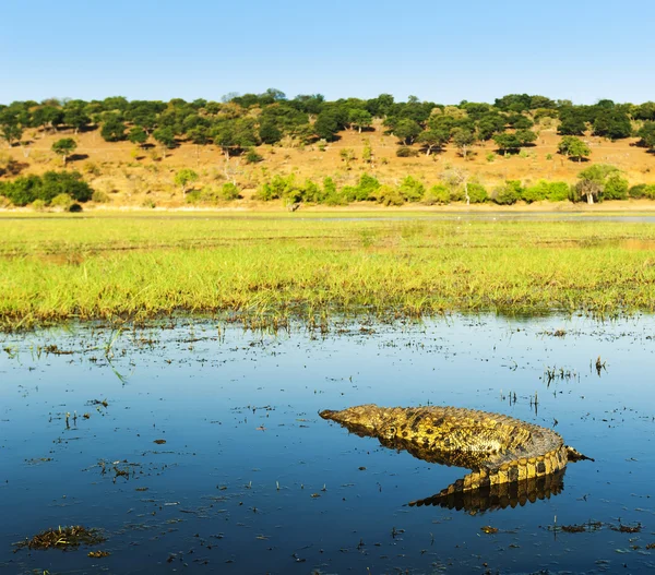Alligator on Chobe River — Stock Photo, Image
