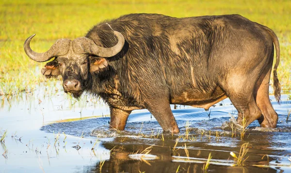 Vattenbuffel Wild — Stockfoto