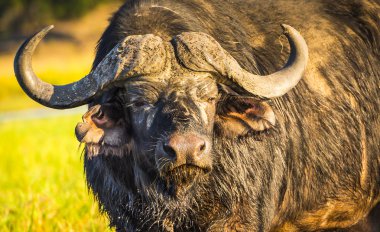Cape Buffalo Africa clipart