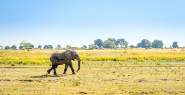 Chobe Ulusal Parkı Botswana 'daki fil.