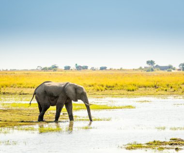 Chobe Ulusal Parkı Botswana 'daki fil.