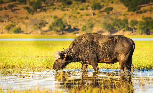 Cape Buffalo Afrika — Stock fotografie