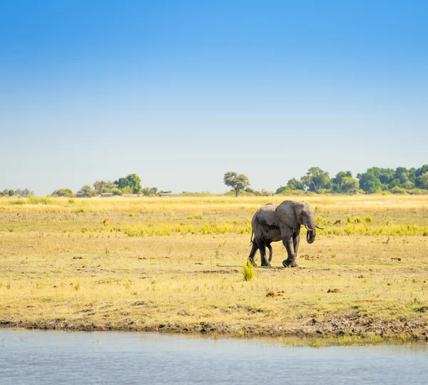 Elefante no Parque Nacional Chobe Botsuana — Fotografia de Stock
