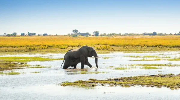 長辺国立公園の象｜ボツワナ — ストック写真