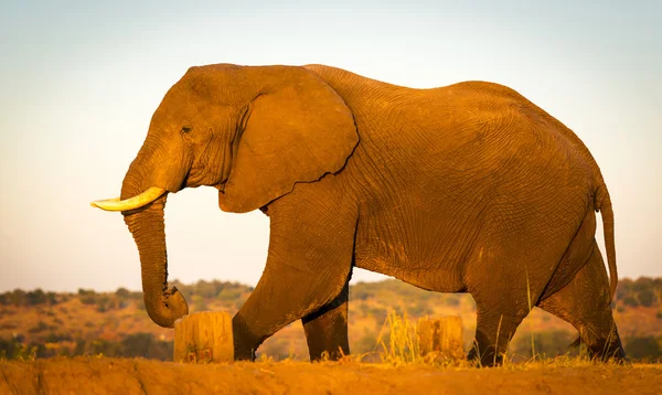 Elefante su Safari — Foto Stock