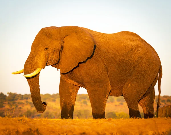 Elefante su Safari — Foto Stock