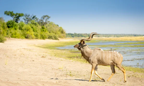 Större Kudu Afrika — Stockfoto