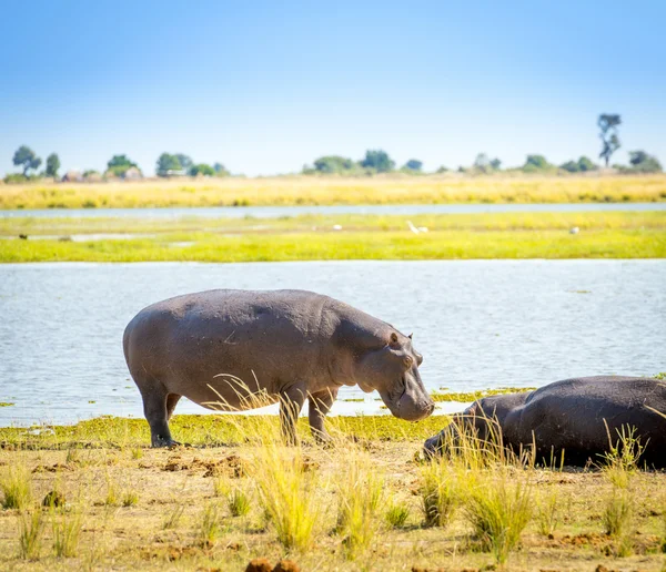 Hippo em África — Fotografia de Stock