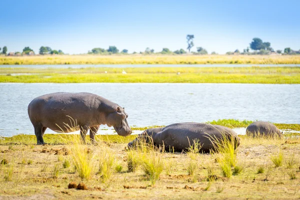 Hroch v Africeflodhäst i Afrika — Stockfoto
