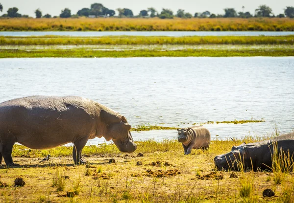 Hippopotamus Family in Africa — Stock Photo, Image