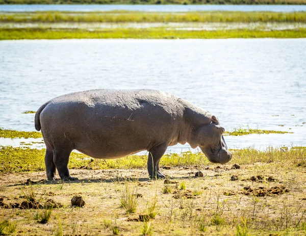 Hippopótamo em África — Fotografia de Stock