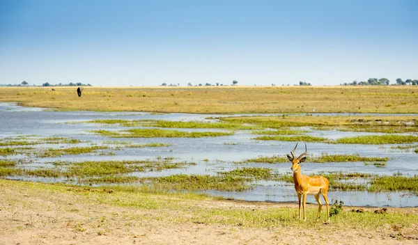 Impala no rio Chobe Botsuana — Fotografia de Stock