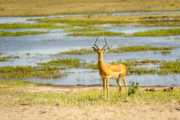 Impala no rio Chobe Botsuana — Fotografia de Stock