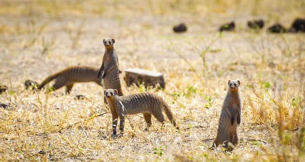 Meerkats εθνικού πάρκου Chobe, Μποτσουάνα — Φωτογραφία Αρχείου