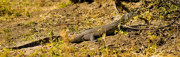 Water Monitor Lizard — Stock Photo, Image