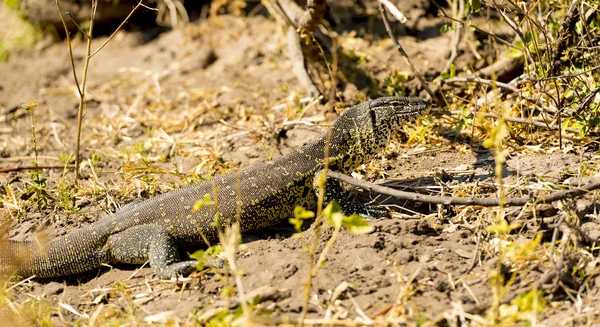 Afryki Lizard monitora — Zdjęcie stockowe