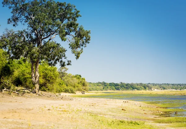 Safari w parku narodowym Chobe — Zdjęcie stockowe