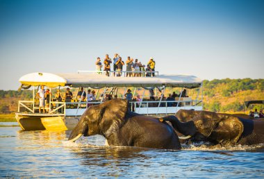 Afrika fili Safari