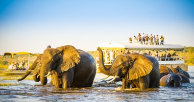 Afrika fili Safari