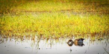 Ördek Chobe nehir üzerinde