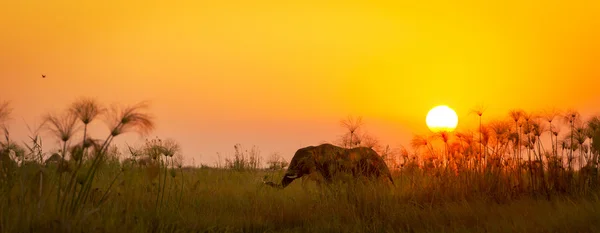 Afrika Hintergrund Gras Sonnenuntergang — Stockfoto